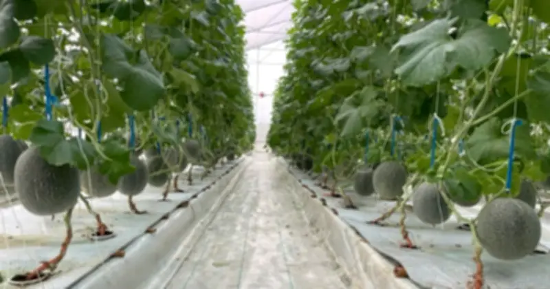 Từ kỹ sư xây dựng đến ông chủ trang trại công nghệ cao đa dạng hóa sản xuất