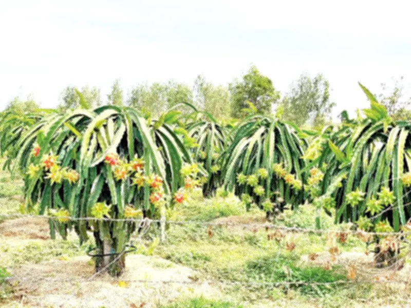 Từ Đất Khô Cằn Đến Vườn Thanh Long Trĩu Quả: Hành Trình Làm Giàu Của Nông Dân Bình Thuận