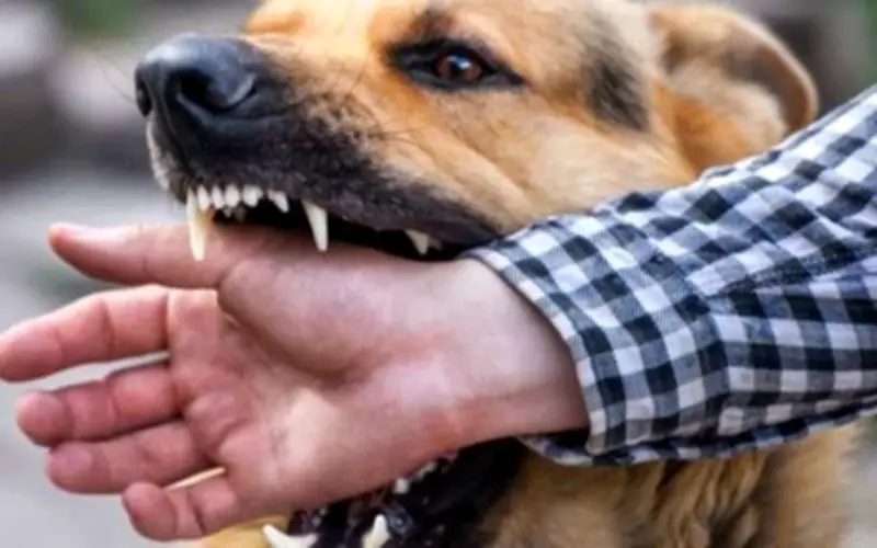 Tử vong vì bệnh dại sau khi bị chó cắn: Cảnh báo từ ca bệnh tại TP.HCM
