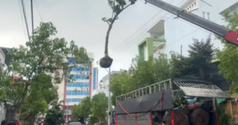 Tai nạn điện 3 pha ở Lâm Đồng: Tài xế xe cẩu tử vong khi cẩu cây va vào đường dây cao thế