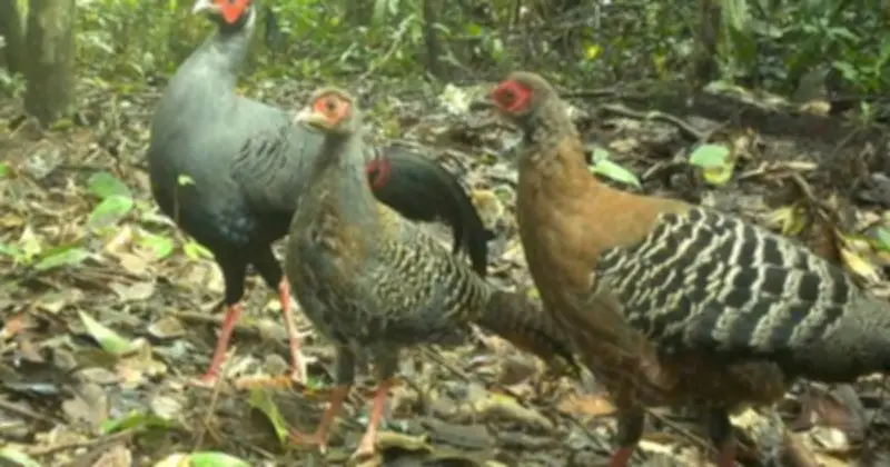 Thú Hoang Quay Về Rừng Chư Mom Ray: Niềm Vui Bất Tận Của Người Giữ Rừng