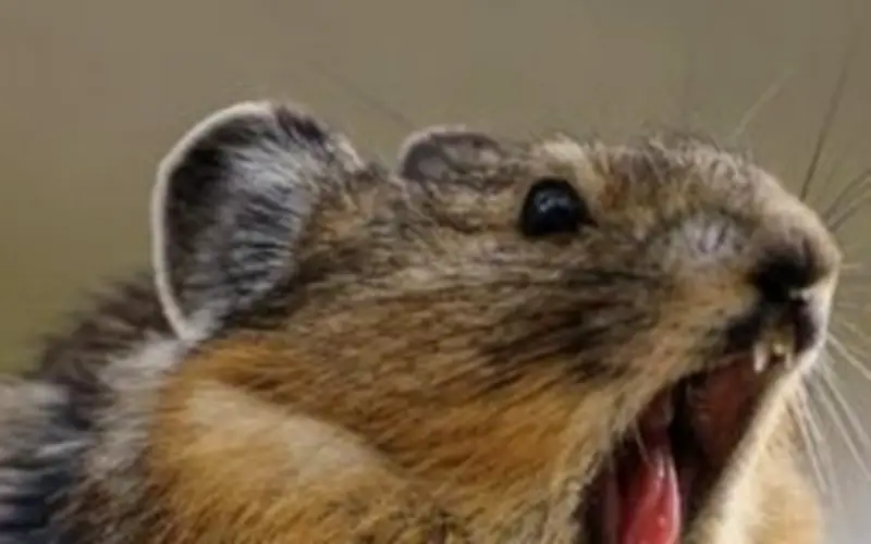 Thỏ Ili Pika: Loài vật quý hiếm tưởng tuyệt chủng sau hơn 20 năm biến mất