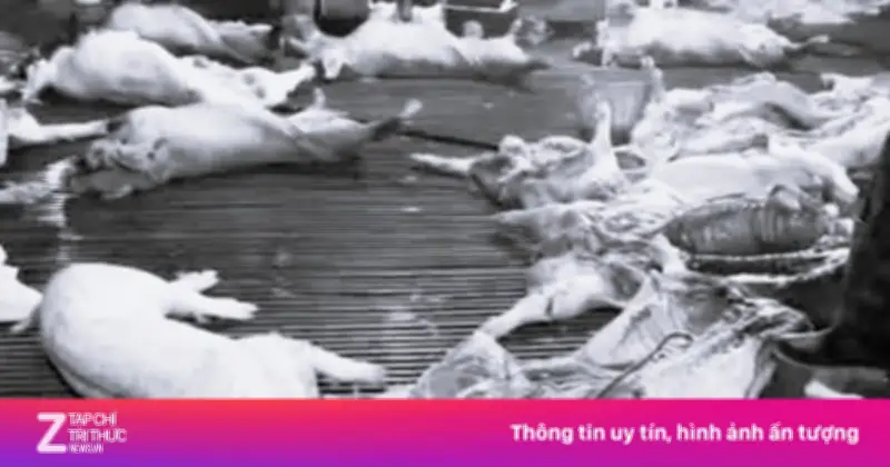 Thủ Tướng Chỉ Đạo Siết Chặt Kiểm Soát Giết Mổ, Ngăn Chặn Thịt Bẩn Tràn Ra Thị Trường