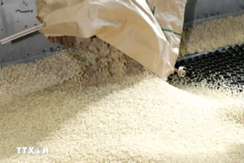 Thị trường gạo và ngũ cốc chịu áp lực từ chi phí vận tải tăng cao