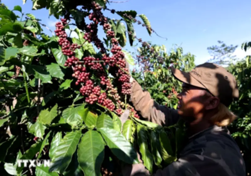 Thị trường nông sản tuần qua: Giá cà phê trong nước bất ngờ tăng trở lại