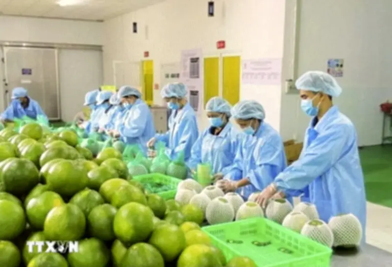 Thị trường xuất khẩu nông sản đa dạng giúp giảm thiểu rủi ro