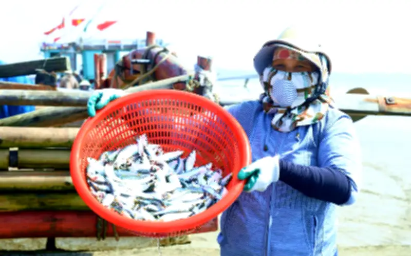 Thanh Hóa: Ngư dân tất bật đánh bắt cá trích mùa vụ, lợi nhuận giảm vì giá nhiên liệu tăng
