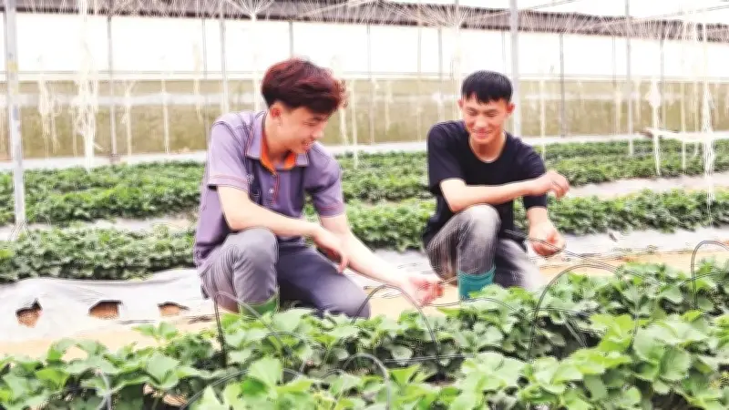 Thanh Niên Khởi Nghiệp Nông Nghiệp Xanh: Mô Hình Hợp Tác Xã Làm Thay Đổi Nông Thôn