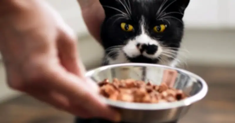 Thanh niên Trung Quốc kiếm hơn 600 triệu đồng dịp Tết nhờ dịch vụ cho mèo ăn tại nhà