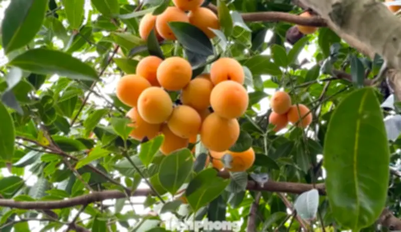 Thanh Trà Vĩnh Long: Từ Cây Dại Thành Đặc Sản, Nông Dân Đổi Đời Nhờ Kỹ Thuật Mới