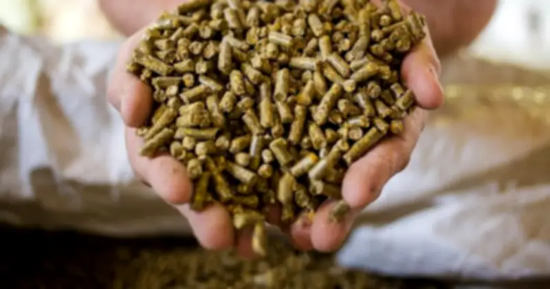 Thức Ăn Gia Súc Là 'Ngôi Sao Sáng' Xuất Khẩu, Đạt 254 Triệu USD Trong 2 Tháng Đầu Năm 2026