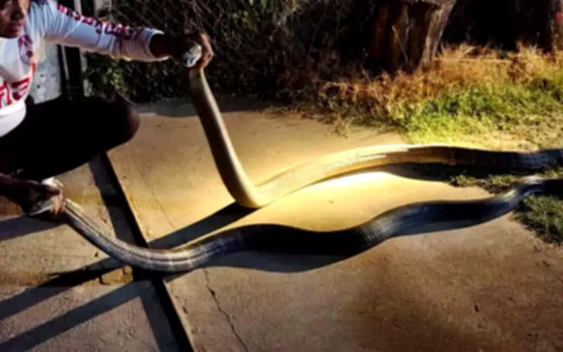 Thái Lan: Bắt hai rắn hổ mang chúa khổng lồ dài 4 mét tại nhà dân