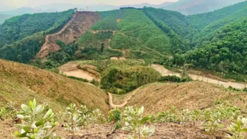 Thái Nguyên trồng hơn 2.000ha rừng, tăng gấp đôi so với cùng kỳ năm trước