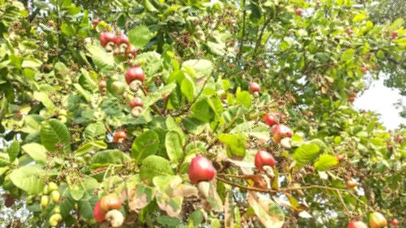 Thời tiết bất thường khiến vườn điều Đồng Nai thưa trái, năng suất sụt giảm mạnh