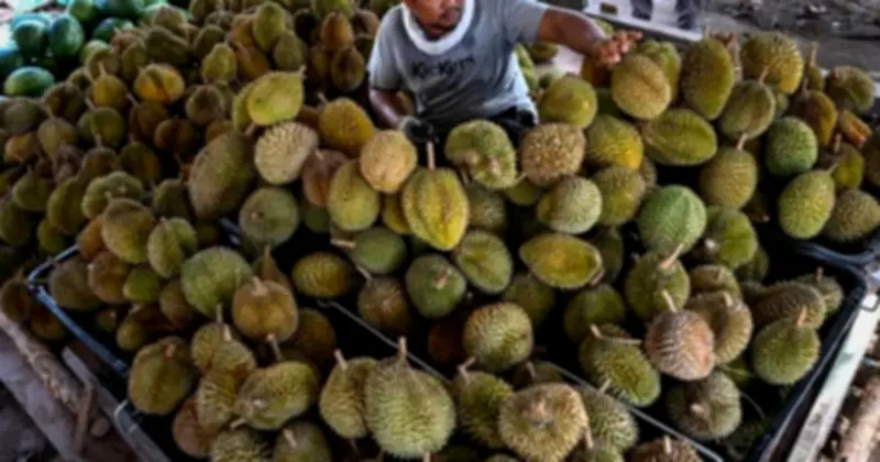 Thời tiết cực đoan tàn phá vụ sầu riêng tại Indonesia, nông dân lao đao