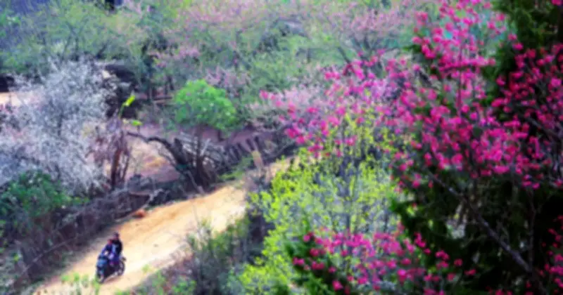 Thôn Lùng Cúng: Vùng đất hoa Tây Bắc mòn mỏi chờ đường và điện lưới