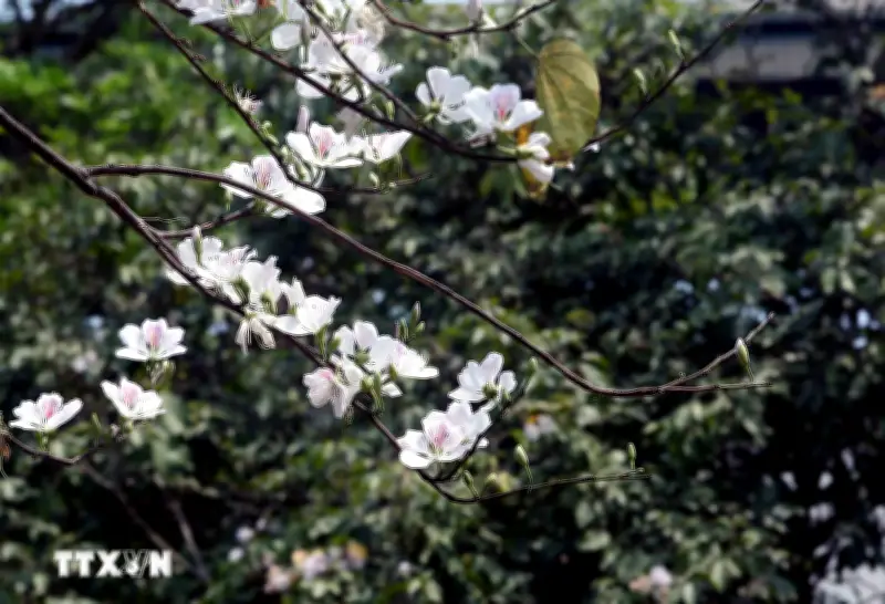 Tháng Ba Rực Rỡ: Khám Phá Những Điểm Đến Tuyệt Đẹp Nhất Việt Nam