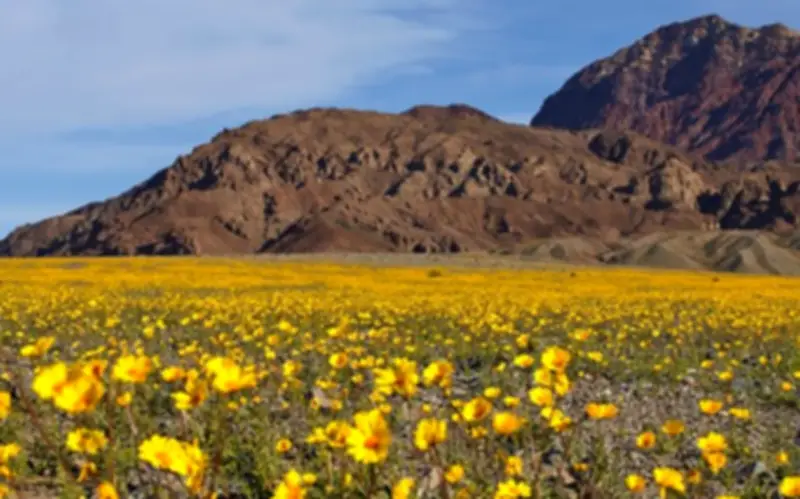 Thung lũng Chết bừng sáng sau 10 năm với thảm hoa dại rực rỡ hiếm gặp
