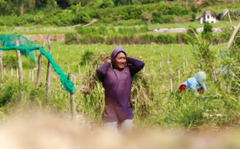 Tỏi Lý Sơn Được Mùa Nhưng Giá Thấp, Nông Dân Dè Dặt Bán Ra