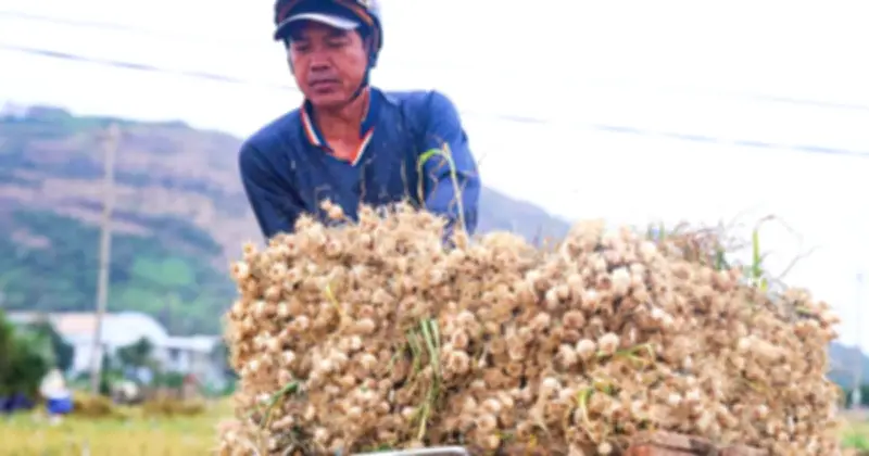 Tỏi Lý Sơn trúng mùa, nông dân 'đắng lòng' vì giá rớt thê thảm