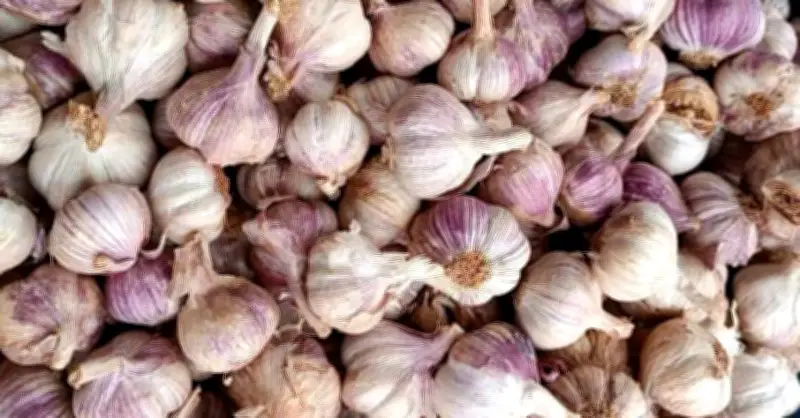 Tỏi phòng cảm cúm: Bác sĩ hướng dẫn cách ăn đúng và nhóm người cần thận trọng