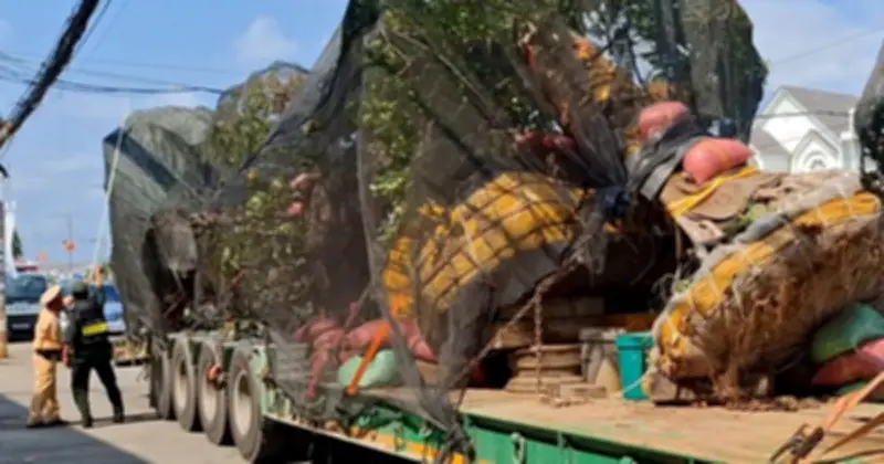 Tài xế xe đầu kéo bị phạt vì che lấp biển số rơ moóc tại Đồng Tháp