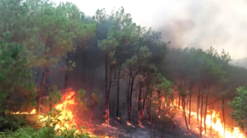 Tăng cường phòng cháy, chữa cháy rừng trước nguy cơ nắng nóng diện rộng