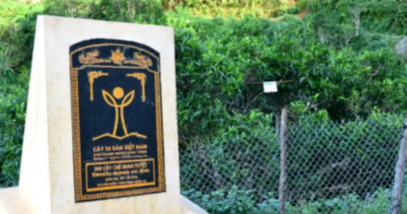 Trà Di Sản Tà Xùa: Hành Trình Từ Rừng Sâu Đến Chén Quý