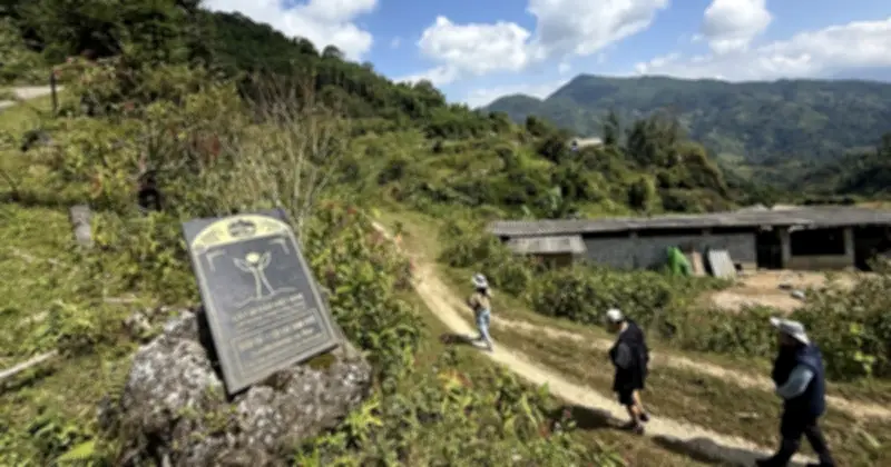 Trà Shan Cổ Thụ Việt: Di Sản Bị Lãng Quên Và Nguy Cơ Tuyệt Chủng