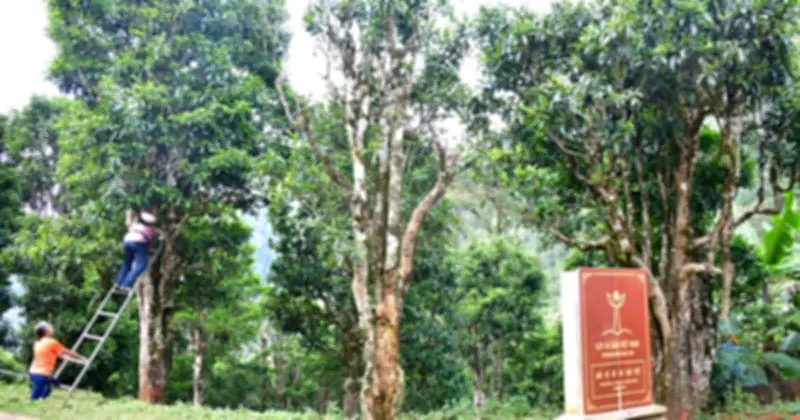 Trà Shan Tuyết Tủa Chùa: Báu Vật Di Sản Và Nỗi Lo Bị 'Ngộp' Bởi Danh Hiệu