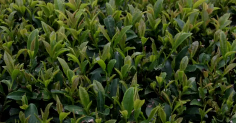 Trà Xanh - Thần Dược Giảm Cân Tự Nhiên: Chuyên Gia Tiết Lộ Liều Lượng Vàng