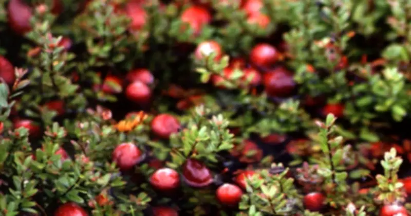 Trái Cây Giúp Giảm Nguy Cơ Ung Thư: Chanh, Bưởi, Táo Và Những Loại Quả Khác