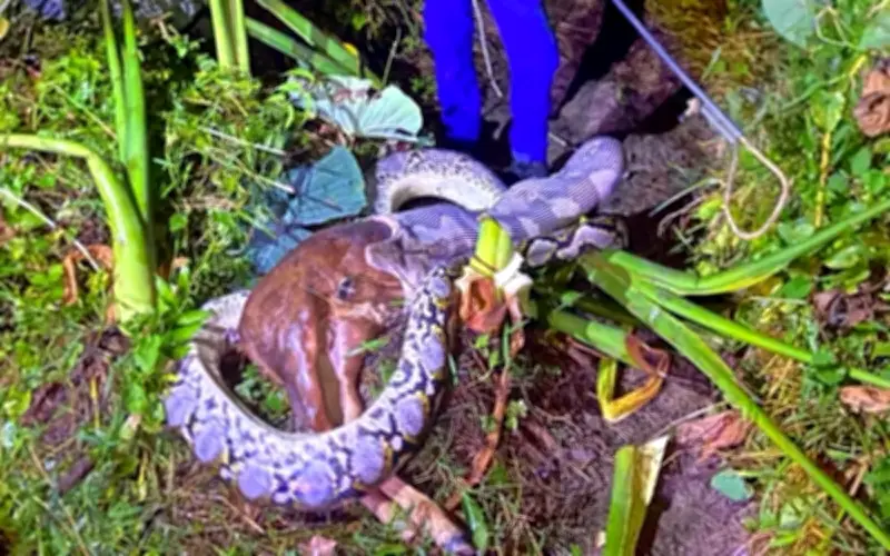 Trăn Gấm Khổng Lồ 5,5m Nuốt Chửng Bê Con Ở Malaysia, Cảnh Báo Nguy Hiểm