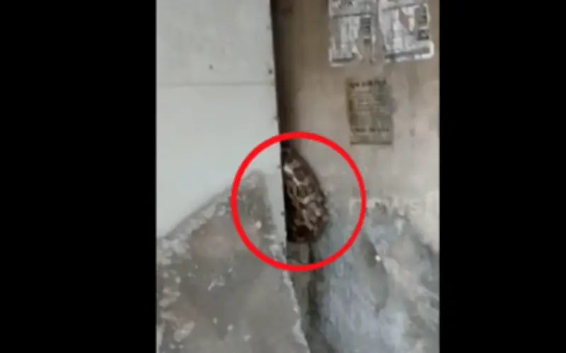 Trăn khủng 4 mét xuất hiện ở khu dân cư Ấn Độ, gây xôn xao mạng xã hội