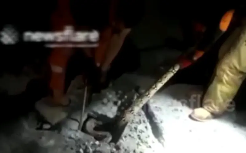 Trăn khủng bất ngờ bò lên từ nền nhà bê tông ở Jakarta, Indonesia