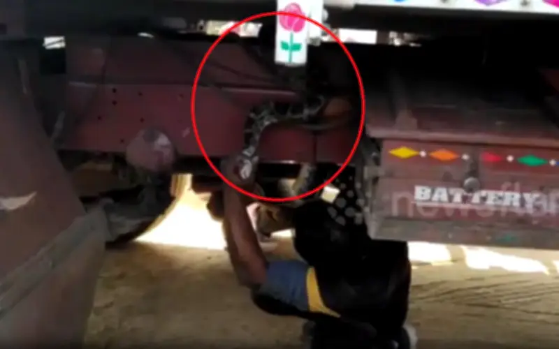 Trăn Khổng Lồ 2,4 Mét Quấn Quanh Xe Tải Ở Ấn Độ, Tài Xế Hoảng Sợ Gọi Cứu Hộ