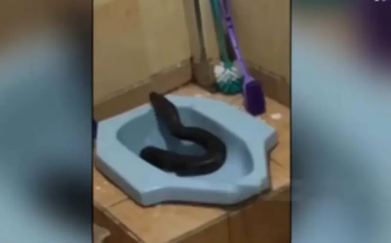 Trăn khổng lồ 4 mét bất ngờ chui lên từ bồn cầu nhà trọ ở Indonesia