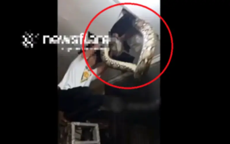 Trăn khổng lồ 4,7 mét ẩn náu trên nóc đồn cảnh sát Indonesia gây xôn xao