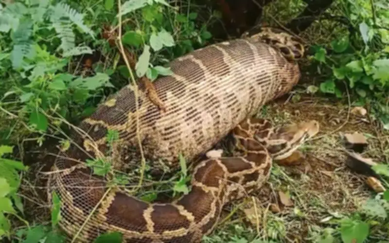 Trăn khổng lồ nuốt chửng linh dương gây hoảng loạn tại Ấn Độ, bị bắt sau cuộc đối đầu căng thẳng