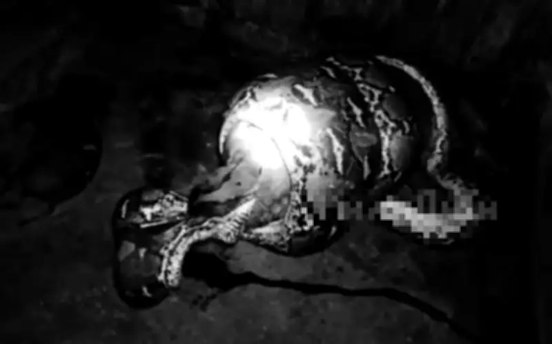 Trăn khổng lồ tấn công chuồng lợn ở Indonesia, gây thiệt hại nặng nề