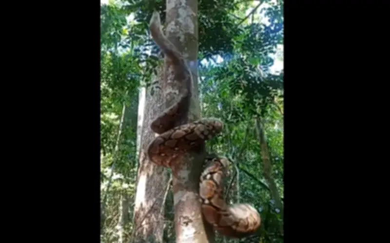 Trăn Lưới 3 Mét Thể Hiện Kỹ Năng Leo Cây 'Thần Sầu' Tại Nakhon Si Thammarat, Thái Lan