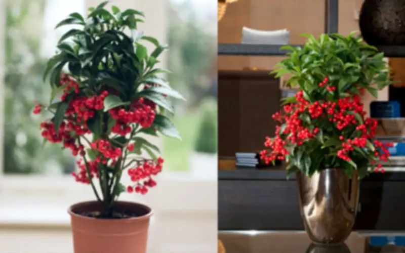 Trồng Cây Đầu Năm: Lựa Chọn Xanh Mát, Hợp Phong Thủy, Rước Tài Lộc Vào Nhà