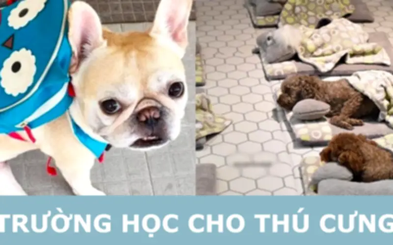 Trường Mẫu Giáo Cho Chó Ở Thượng Hải: Chi 45 Triệu Đồng Mỗi Tháng Cho Thú Cưng