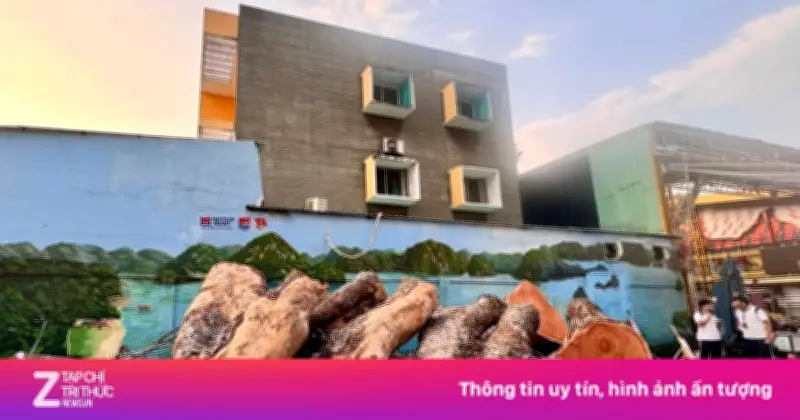 Trường THPT Ten Lơ Man TP.HCM đấu giá cây xà cừ hơn 100 năm tuổi, giá khởi điểm 80 triệu đồng