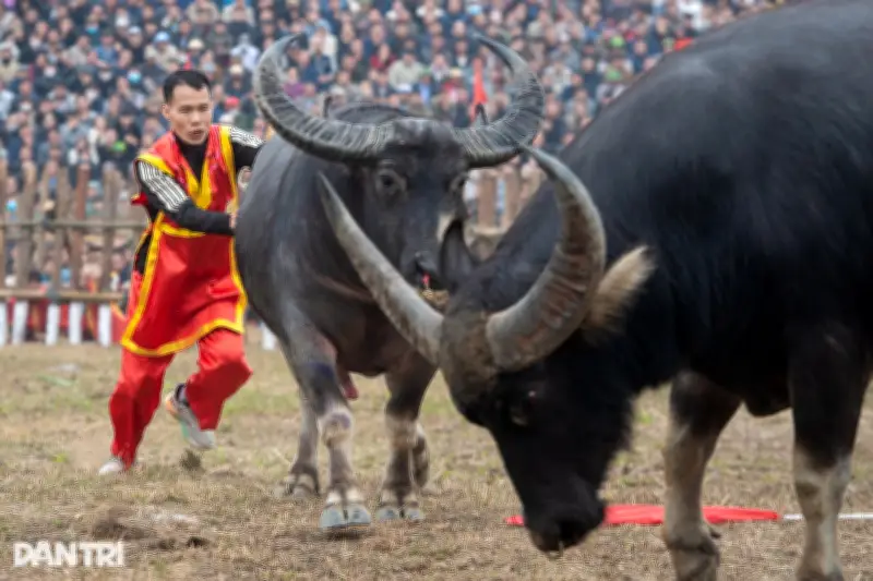 Trâu Chọi Hải Lưu: Từ Bò Nghé Đến Võ Sĩ Bốn Thế Danh Sau Huấn Luyện Công Phu