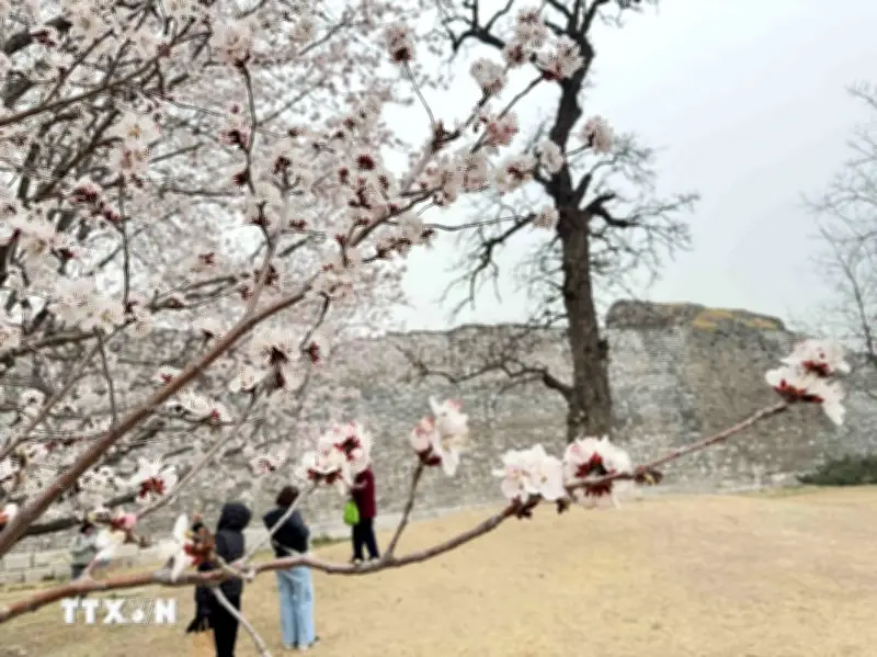 Trung Quốc: Hoa xuân khoe sắc rực rỡ tại Bắc Kinh thu hút du khách