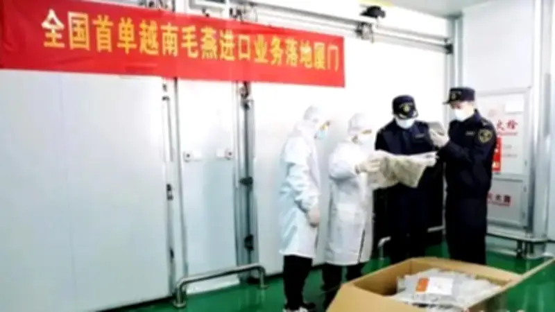 Trung Quốc lần đầu nhập khẩu tổ yến thô từ Việt Nam, mở rộng thị trường tiêu dùng