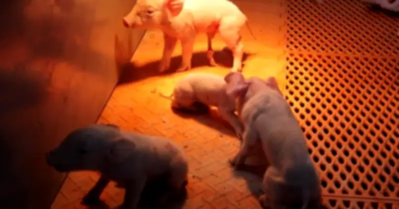 Trung Quốc Xây 'Khách Sạn Heo' Cao Tầng: Giải Pháp Công Nghiệp Hay Thách Thức Phúc Lợi?