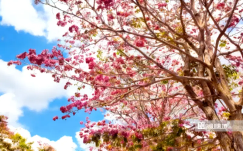 Tuyến Đường Hoa Kèn Hồng 1km Ở Phú Tâm Rực Rỡ Mùa Tháng Ba