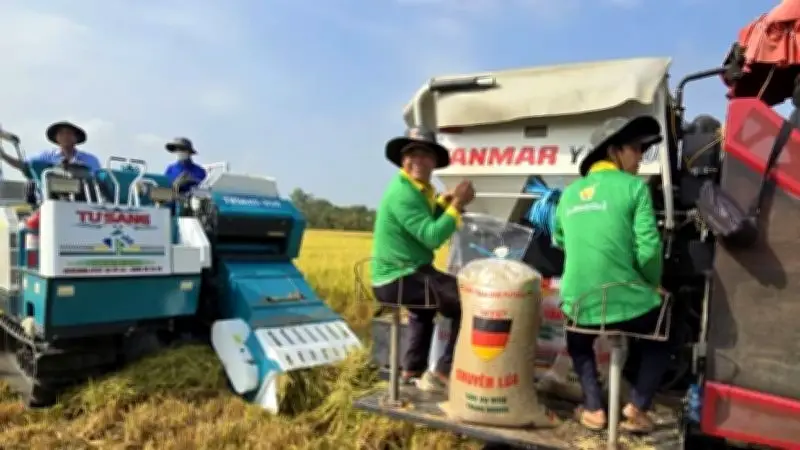 Tây Ninh triển khai mô hình lúa chất lượng cao, phát thải thấp trong Đề án 1 triệu ha